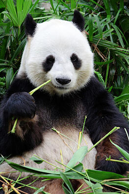 google panda update