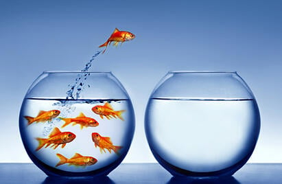 goldfish_jumping_from_inspiration_101710809