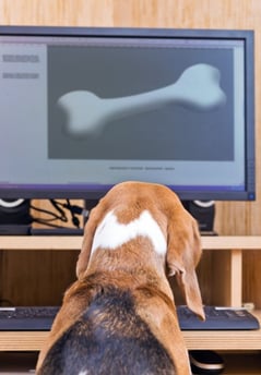 beagle_looking_at_bone_on_computer