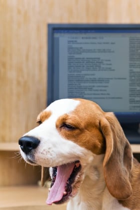 beagle_yawning